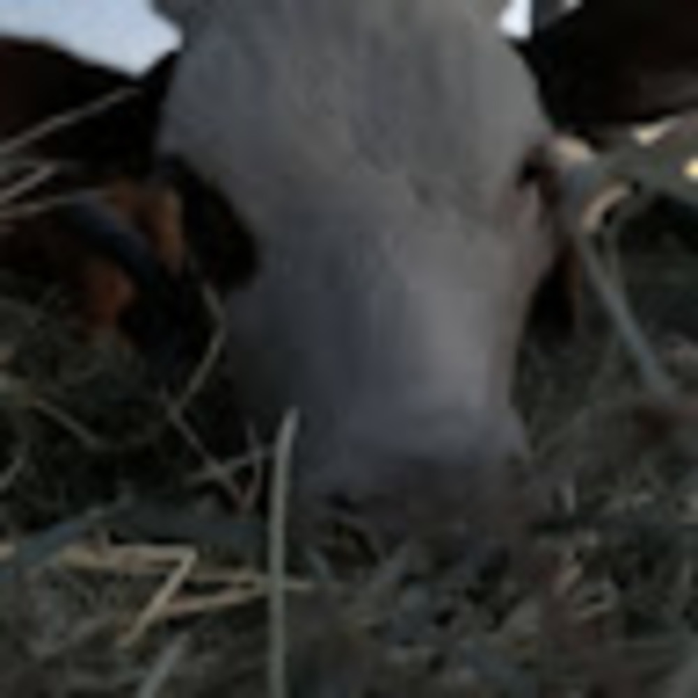 Meet your Posher, Trevor